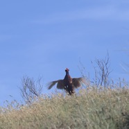 IMG_8768.jpg