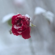 IMG_3162.jpg