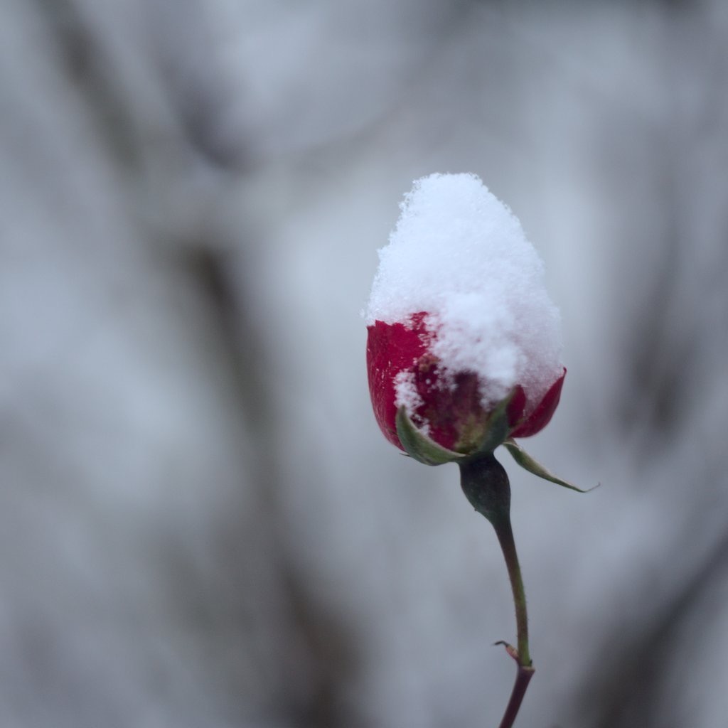 Red Rose II