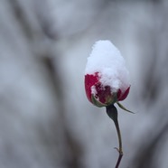 IMG_3165.jpg