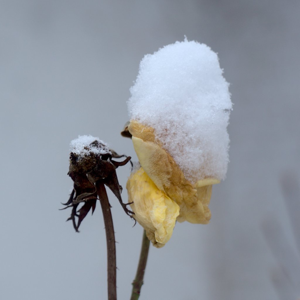 Yellow Rose