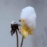 IMG_3173.jpg