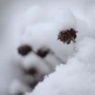 IMG_3225.jpg