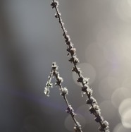 IMG_3349.jpg