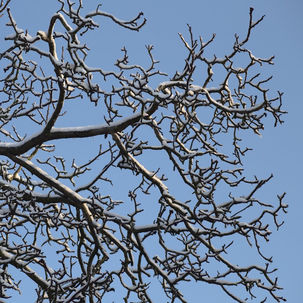 Frozen Tree I