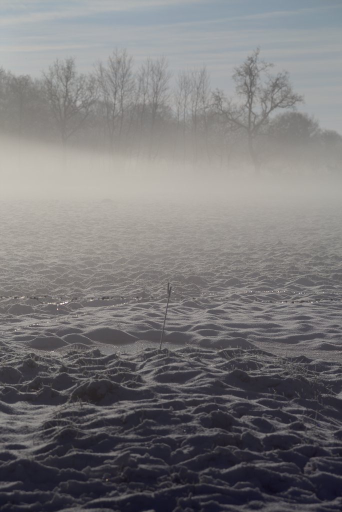 Foggy Meadow II