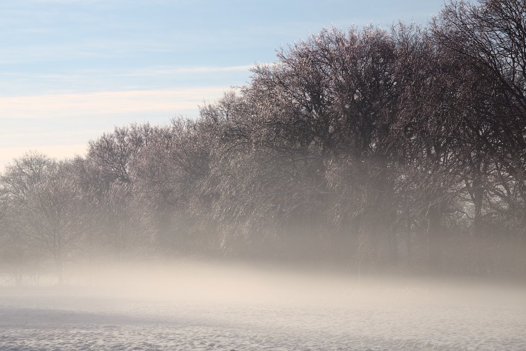 Foggy Field