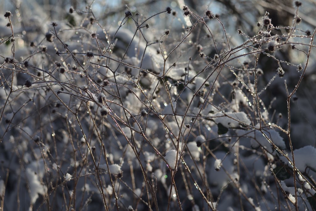 Frozen Plants I