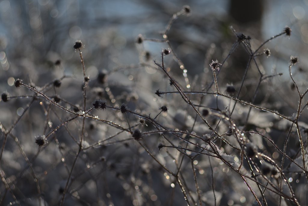 Frozen Plants II