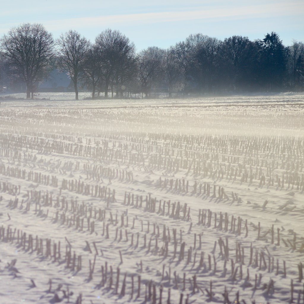 Stoppelacker I