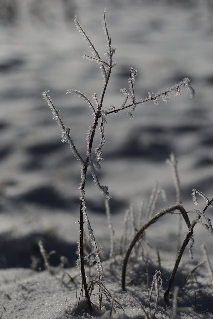 Frozen Structure II