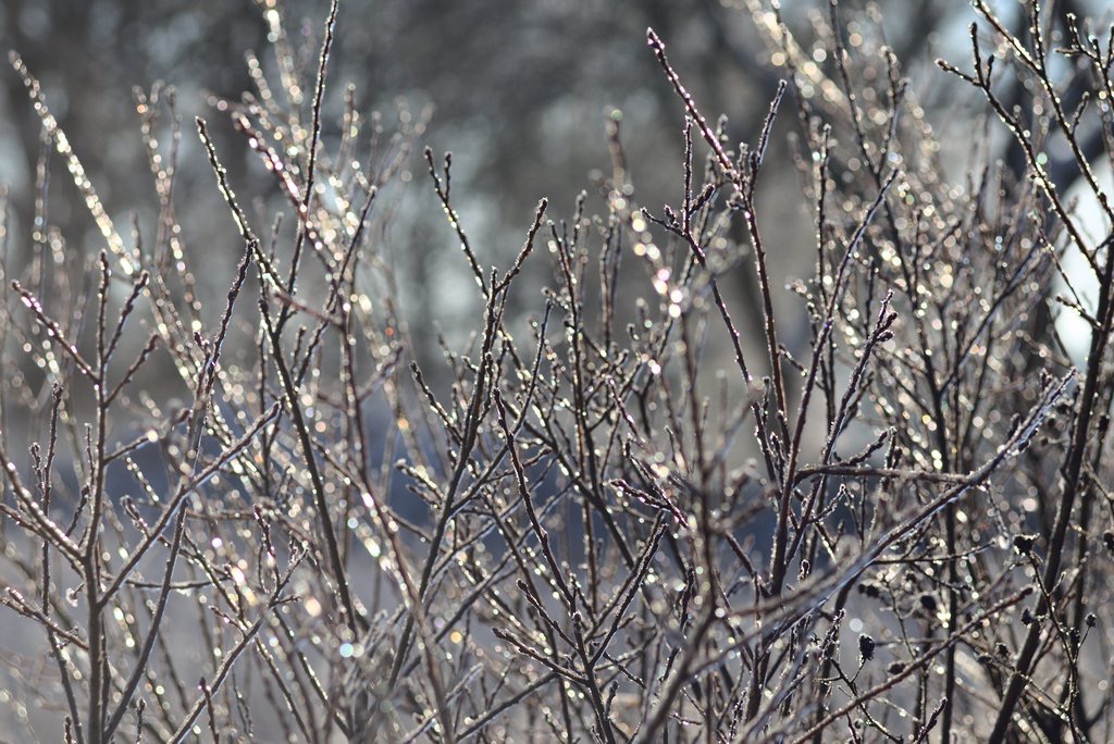 Frozen Plants III