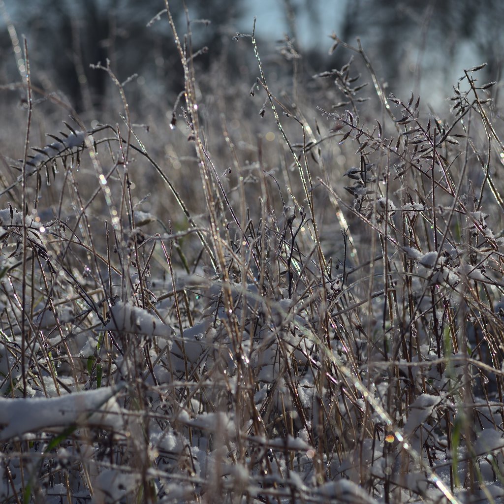 Frozen Plants IV