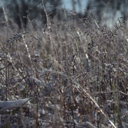 IMG_3436.jpg