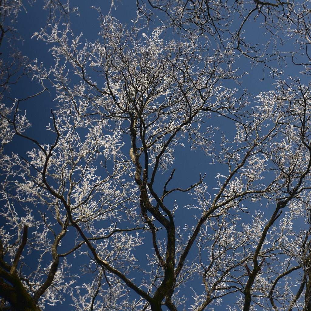 Frozen Tree IV