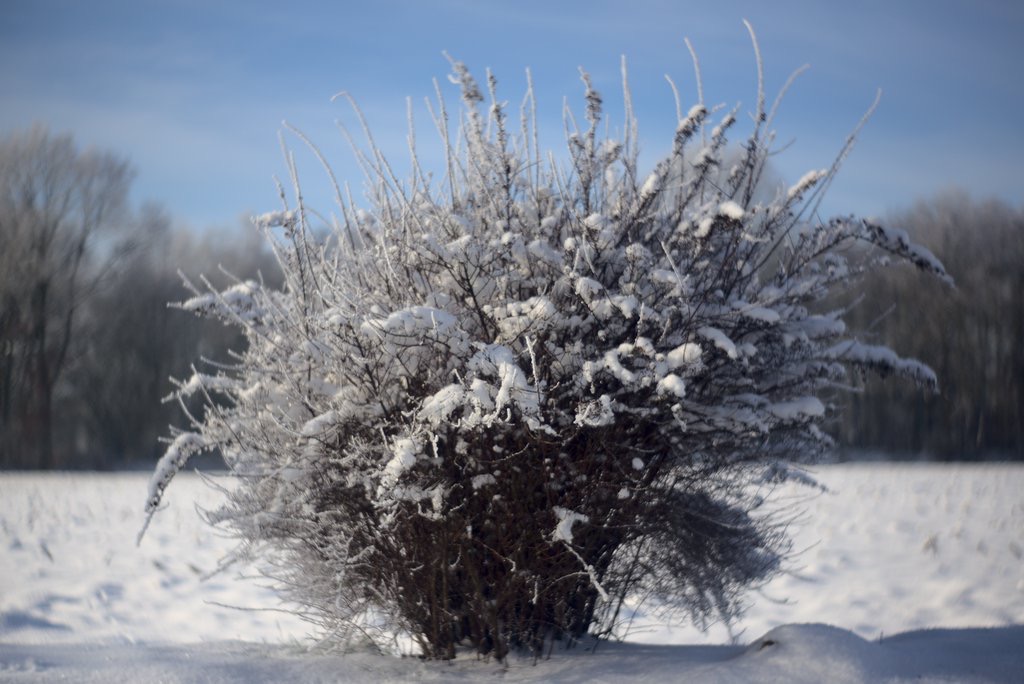 Primoplan Bokeh Bush (Frozen)