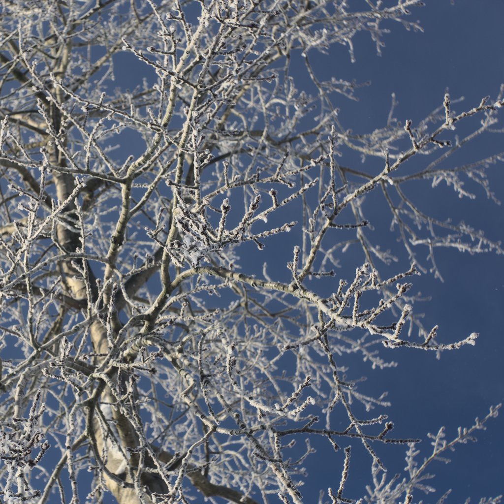 Frozen Tree V