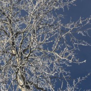 IMG_3516.jpg