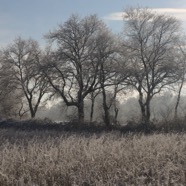 IMG_3545.jpg