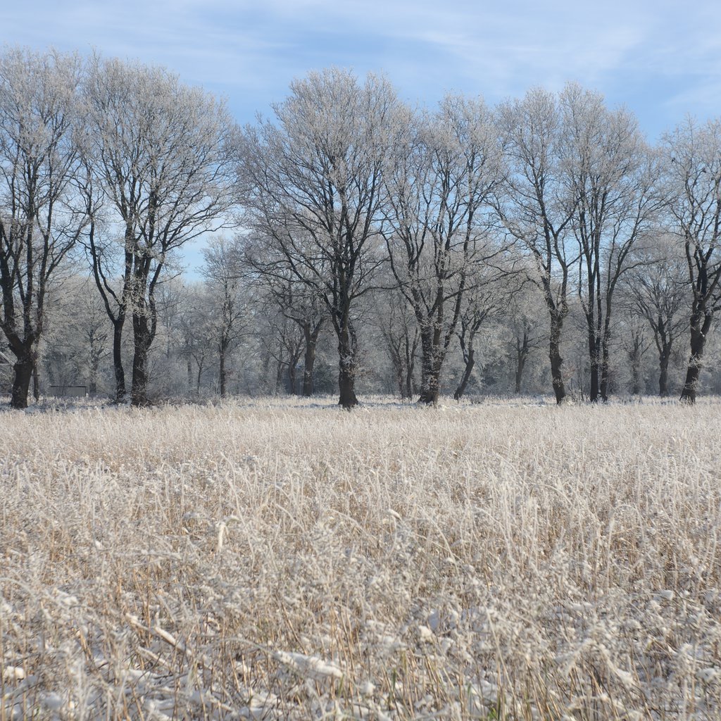 Frozen Field II