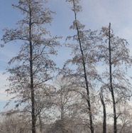 IMG_3554.jpg