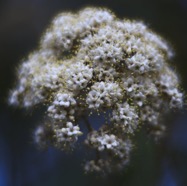 IMG_0725.jpg