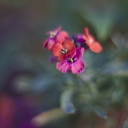 IMG_0739.jpg