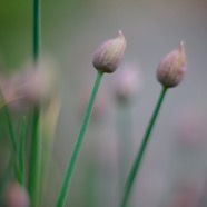 IMG_0769.jpg