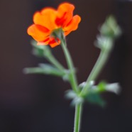 IMG_0796.jpg