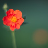 IMG_0806.jpg
