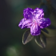 IMG_0845.jpg