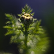 IMG_0878.jpg