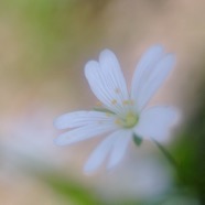IMG_0985.jpg