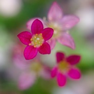 IMG_0988.jpg