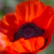 IMG_1011.jpg