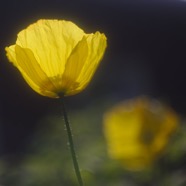 IMG_1017.jpg