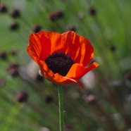IMG_1044.jpg