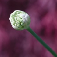 IMG_1062.jpg