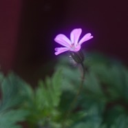 IMG_1119.jpg