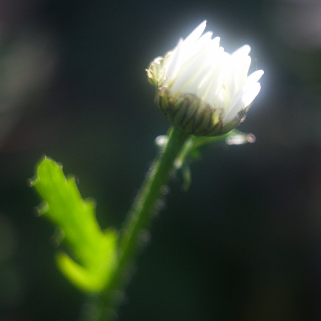 IMG_1147.jpg