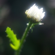 IMG_1147.jpg