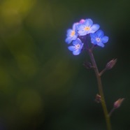 IMG_1149.jpg