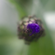 IMG_1207.jpg