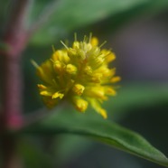 IMG_1234.jpg