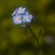 IMG_1239.jpg
