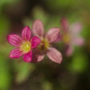 IMG_1256.jpg