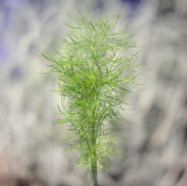 IMG_1273.jpg