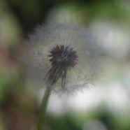 IMG_1275.jpg