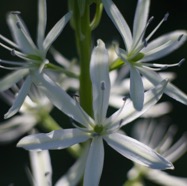 IMG_1309.jpg