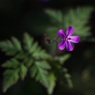 IMG_1332.jpg
